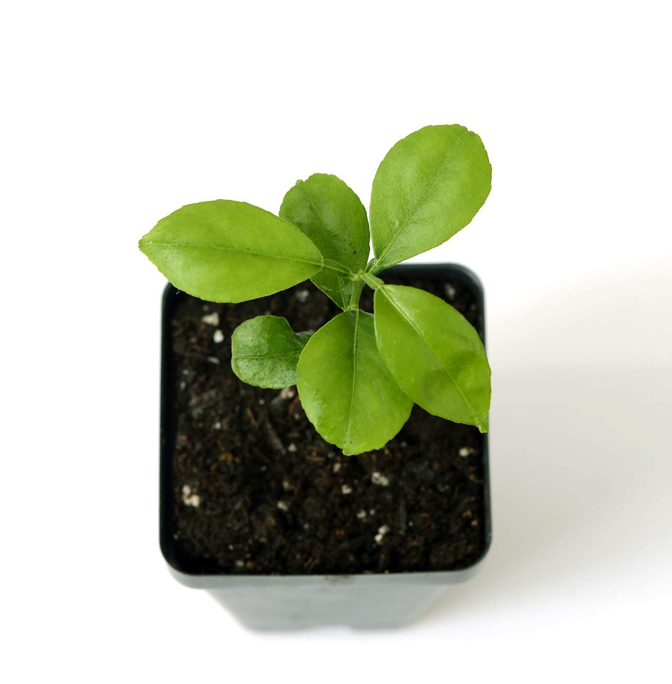 Amazon.com : Yuzu Citrus Tree Starter Plant. Citrus Junos. 3